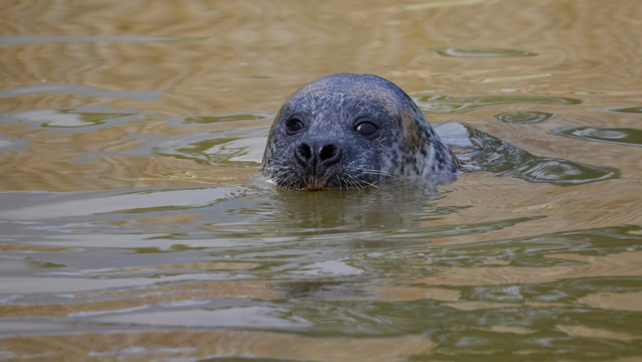 Common seal coming from the North Sea passes through Berlenga and Ericeira until reaching Ria Formosa