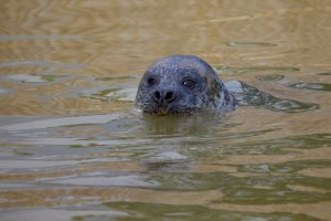 Common seal coming from the North Sea passes through Berlenga and Ericeira until reaching Ria Formosa