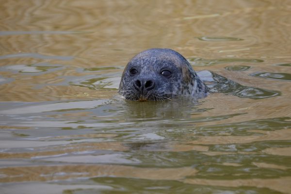 Common seal coming from the North Sea passes through Berlenga and Ericeira until reaching Ria Formosa