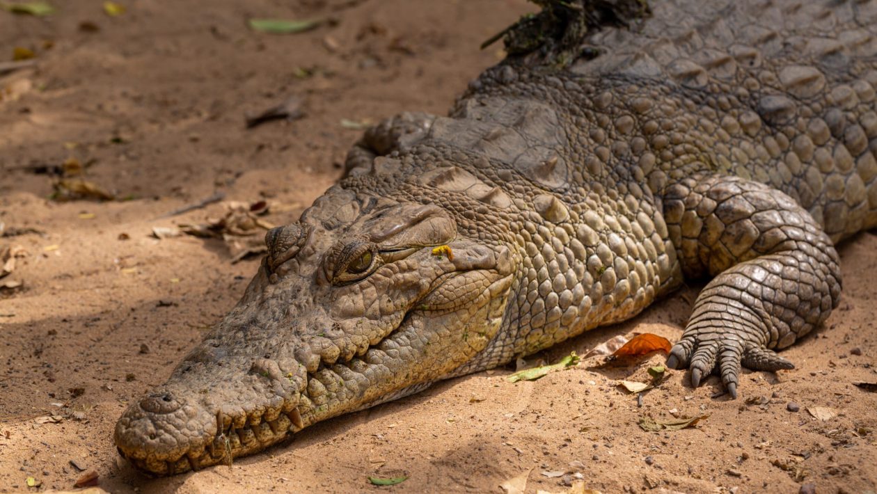 3-year-old child seriously injured after being thrown to crocodiles in England: suspect arrested
