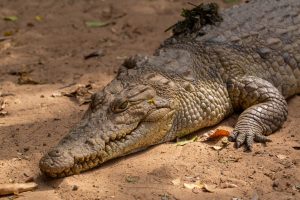 3-year-old child seriously injured after being thrown to crocodiles in England: suspect arrested
