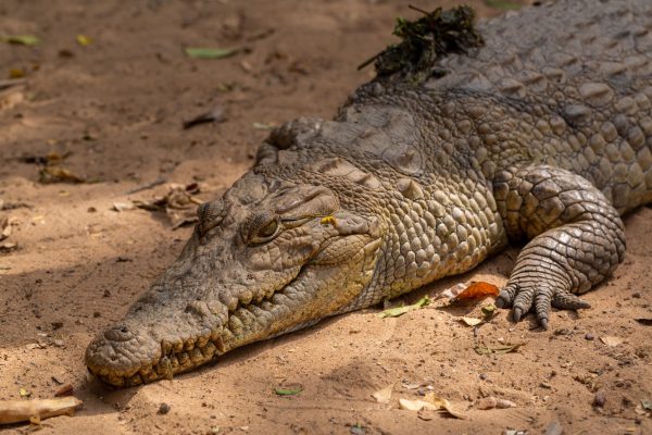 3-year-old child seriously injured after being thrown to crocodiles in England: suspect arrested