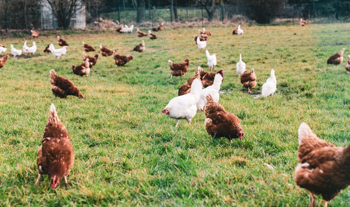 Chickens have different colors. A single gene is to blame