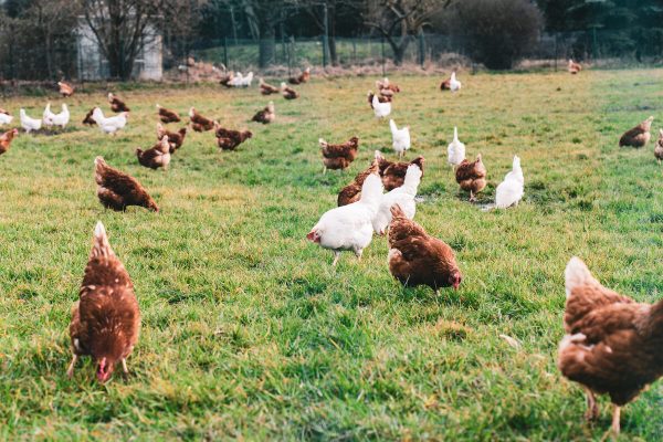 Chickens have different colors. A single gene is to blame