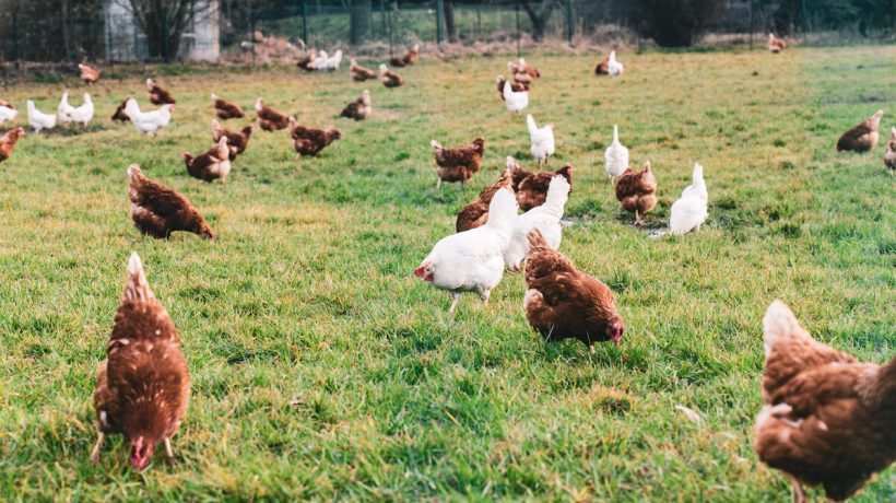 Chickens have different colors. A single gene is to blame
