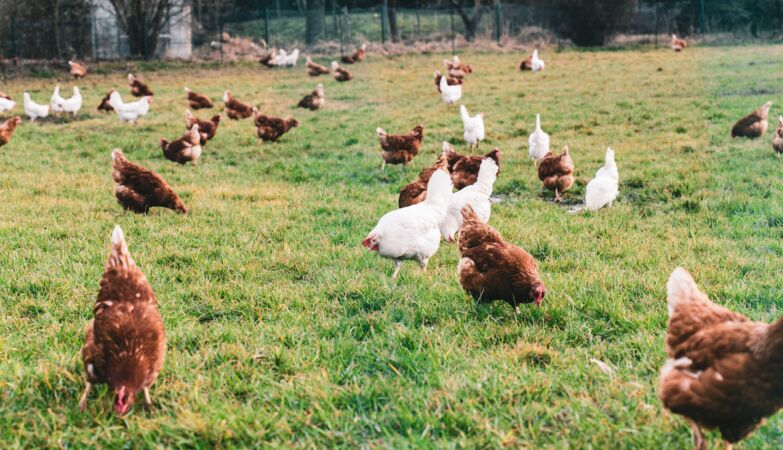 Chickens have different colors. A single gene is to blame