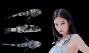 A Chinese scientist loves BLACKPINK's Jennie. He gave his name to a fish