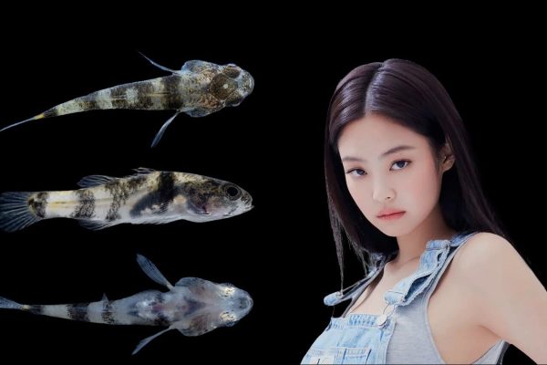 A Chinese scientist loves BLACKPINK's Jennie. He gave his name to a fish