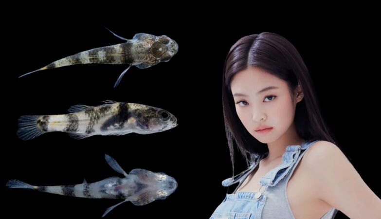 A Chinese scientist loves BLACKPINK's Jennie. He gave his name to a fish