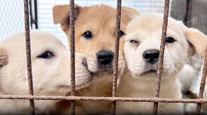 What happened to the hundreds of thousands of dogs that disappeared in South Korea?