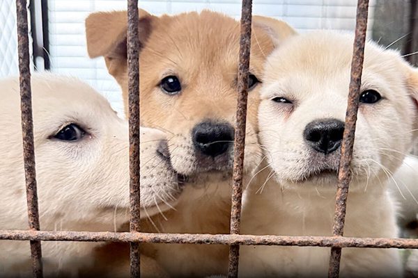 What happened to the hundreds of thousands of dogs that disappeared in South Korea?