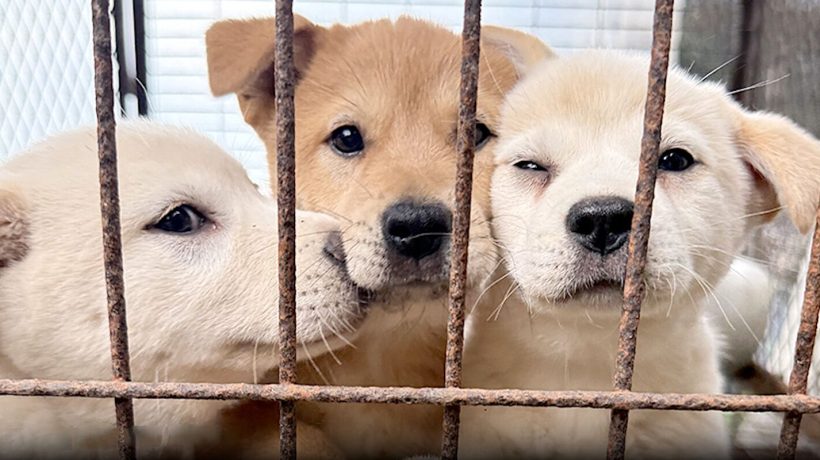 What happened to the hundreds of thousands of dogs that disappeared in South Korea?