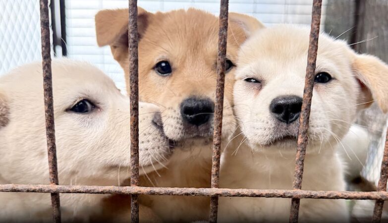 What happened to the hundreds of thousands of dogs that disappeared in South Korea?