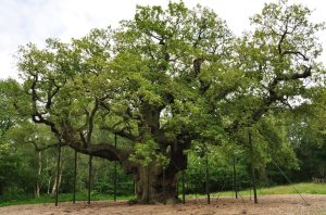 The ancient oak that, legend says, gave shelter to Robin Hood has died