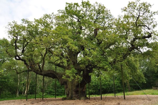 The ancient oak that, legend says, gave shelter to Robin Hood has died