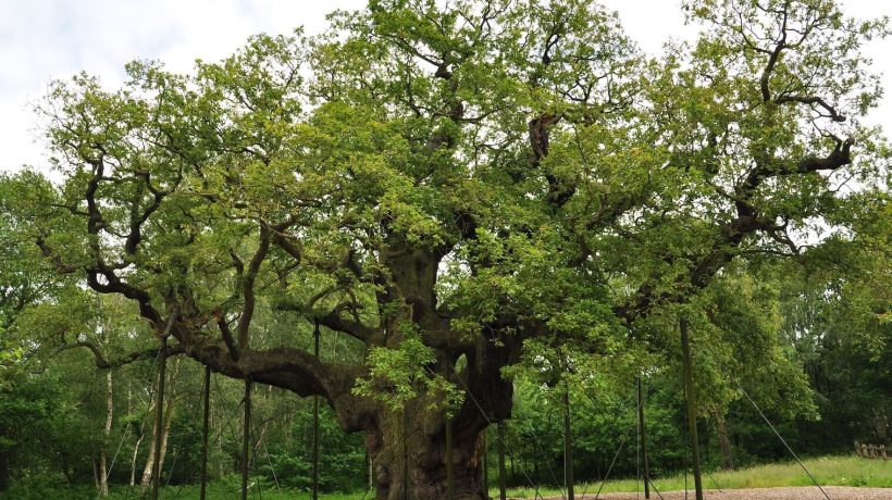 The ancient oak that, legend says, gave shelter to Robin Hood has died