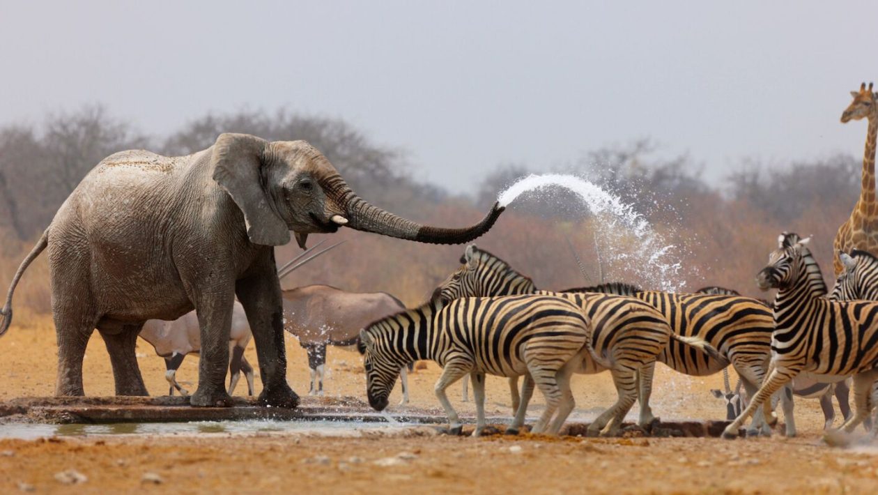How animals communicate to work together