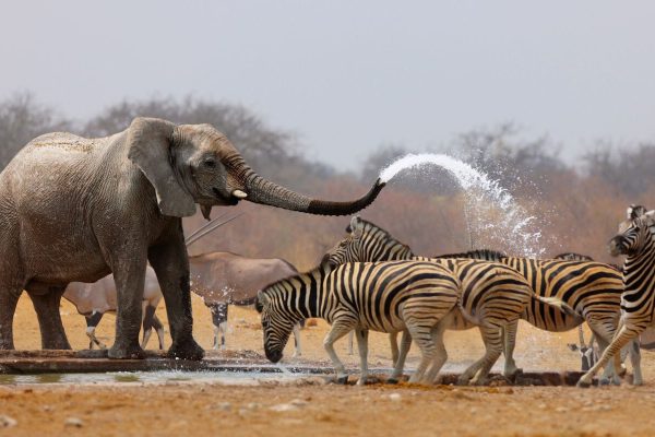 How animals communicate to work together