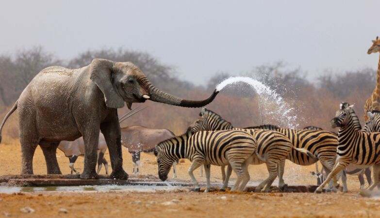 How animals communicate to work together