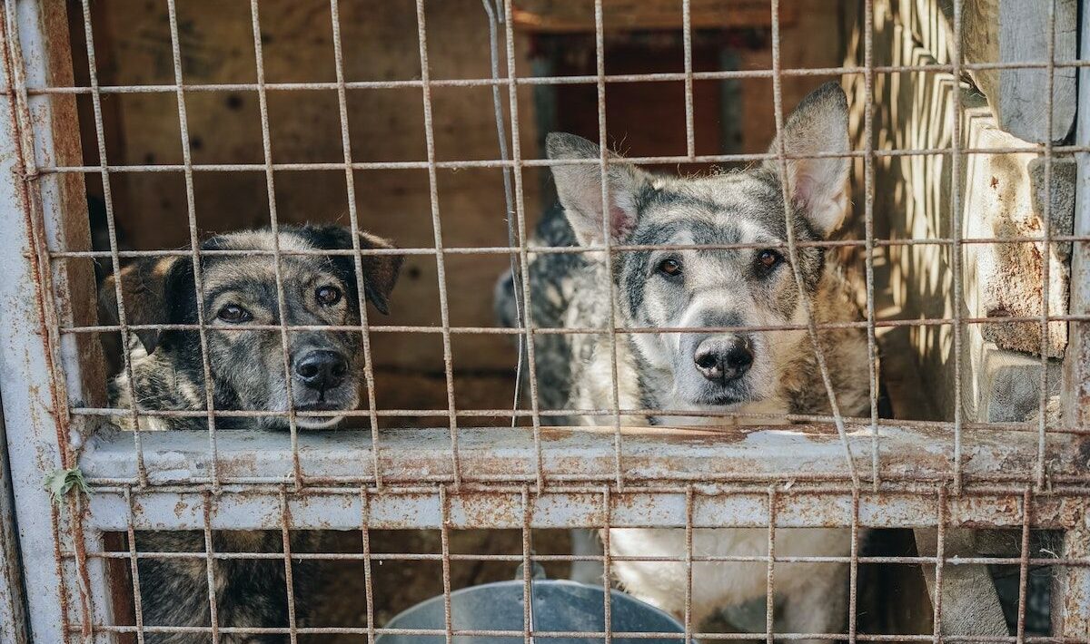 More than 300 dogs rescued from alleged “animal factory”