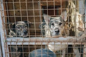 More than 300 dogs rescued from alleged “animal factory”