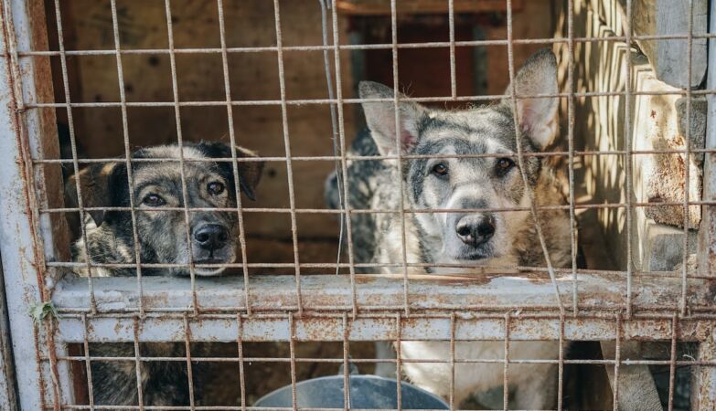 More than 300 dogs rescued from alleged “animal factory”