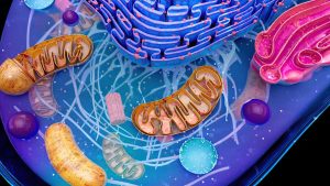 The body's cells lose vigor with age. There may be a way to stop the process