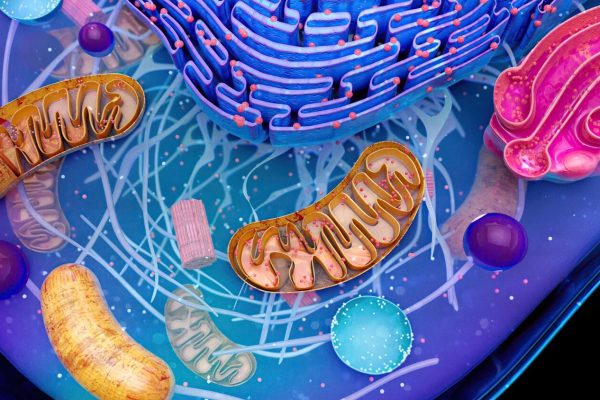 The body's cells lose vigor with age. There may be a way to stop the process