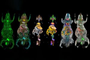 Transparent mice reveal the secret effects of obesity on nerves