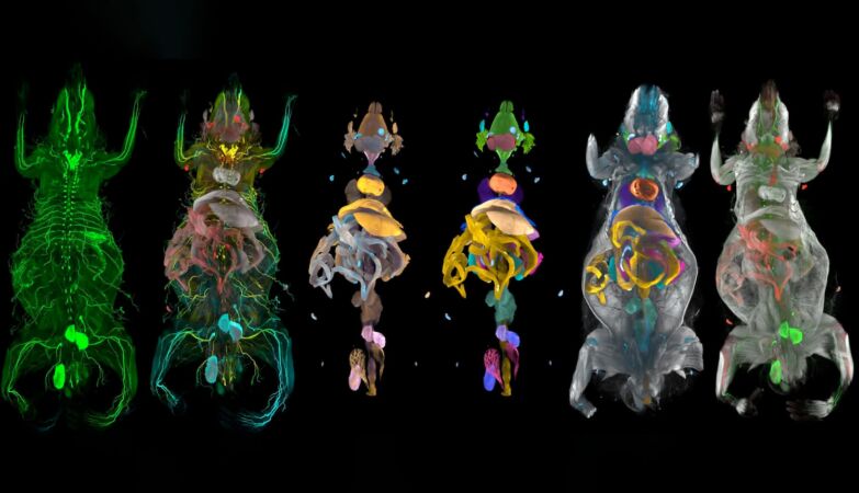Transparent mice reveal the secret effects of obesity on nerves