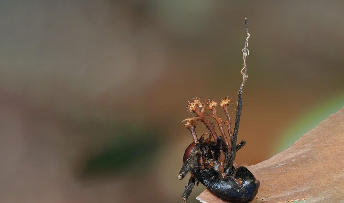 Scientists discover “hyperparasite” in the Borneo jungle