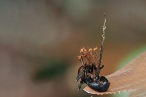 Scientists discover “hyperparasite” in the Borneo jungle