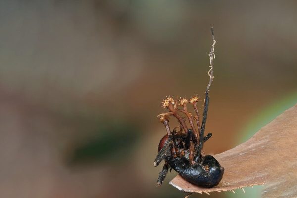 Scientists discover “hyperparasite” in the Borneo jungle
