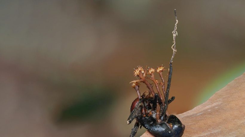 Scientists discover “hyperparasite” in the Borneo jungle