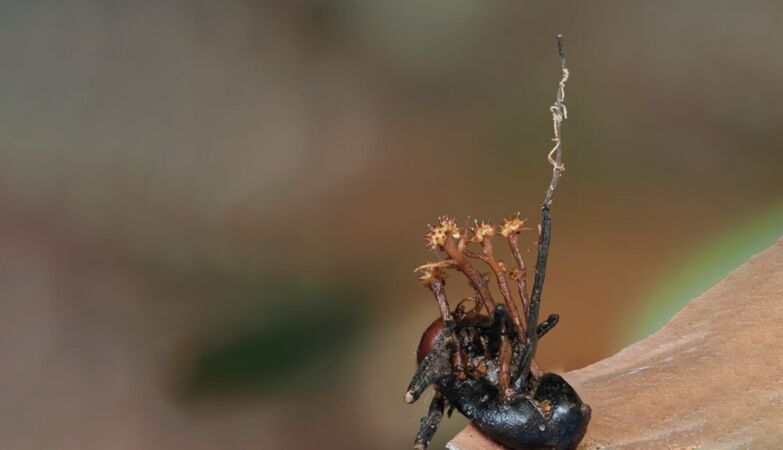 Scientists discover “hyperparasite” in the Borneo jungle
