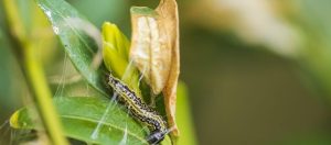Get Rid of Pests This powder made me say sayōnara to the boxwood moth in my garden. The larvae died and the bushes finally turned green. An ecological way to deal with boxwood moth