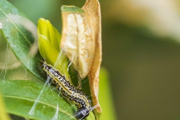 Get Rid of Pests This powder made me say sayōnara to the boxwood moth in my garden. The larvae died and the bushes finally turned green. An ecological way to deal with boxwood moth