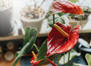 Potted flowers Anthurium withers in summer? The florist revealed the recipe for a rescue conditioner, after which the anthurium will regain its condition and bloom longer
