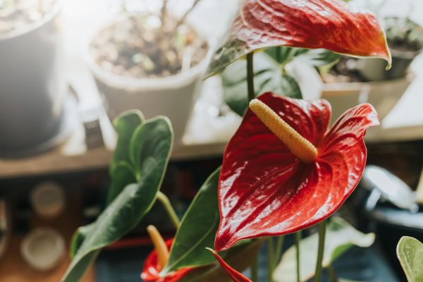 Potted flowers Anthurium withers in summer? The florist revealed the recipe for a rescue conditioner, after which the anthurium will regain its condition and bloom longer