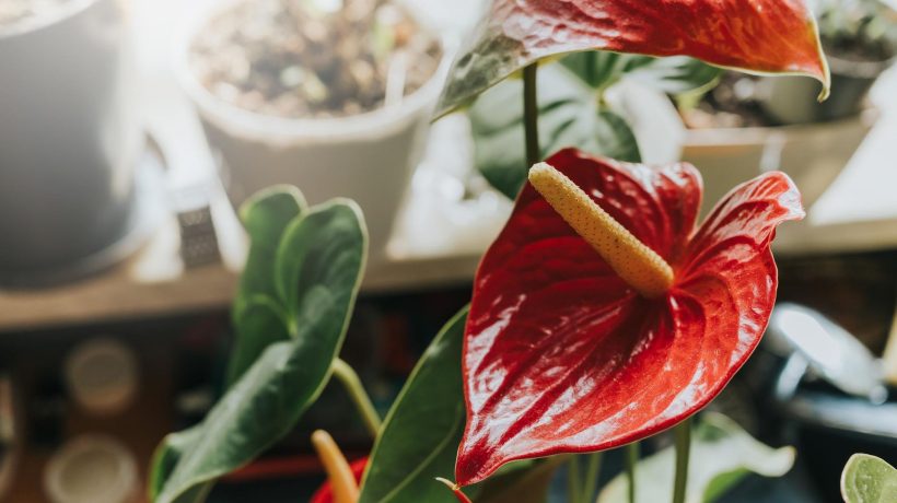 Potted flowers Anthurium withers in summer? The florist revealed the recipe for a rescue conditioner, after which the anthurium will regain its condition and bloom longer