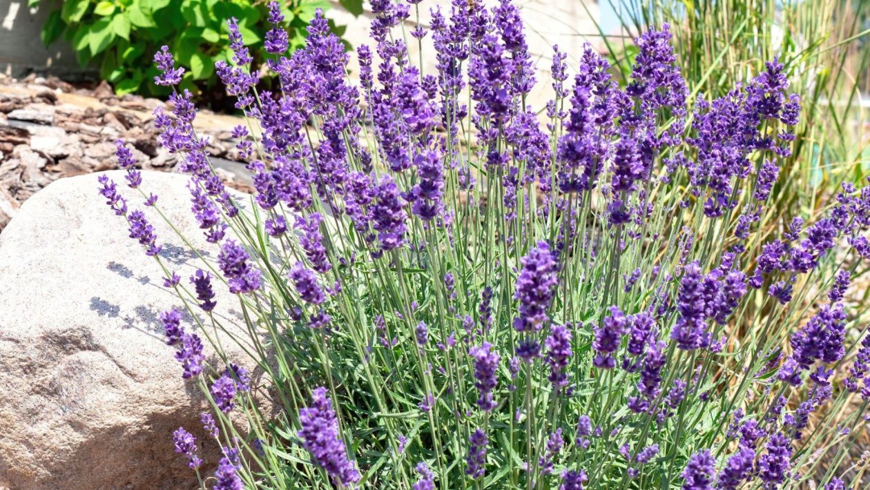 Beautiful garden I stopped fertilizing the lavender with wood ash. This powder works much better. I sleep once and I have peace for many weeks, and the lavender blooms more beautifully than my neighbors'