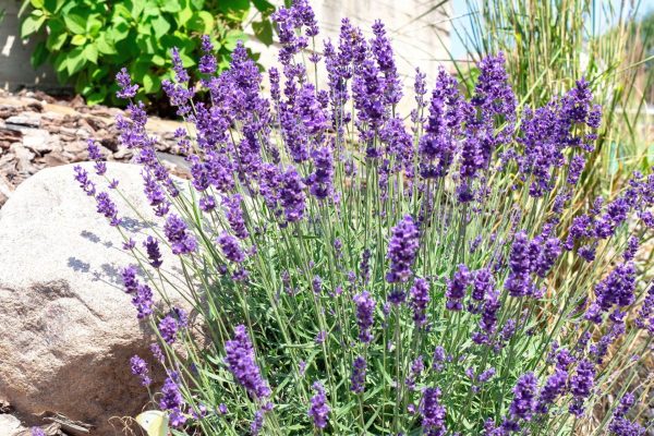 Beautiful garden I stopped fertilizing the lavender with wood ash. This powder works much better. I sleep once and I have peace for many weeks, and the lavender blooms more beautifully than my neighbors'