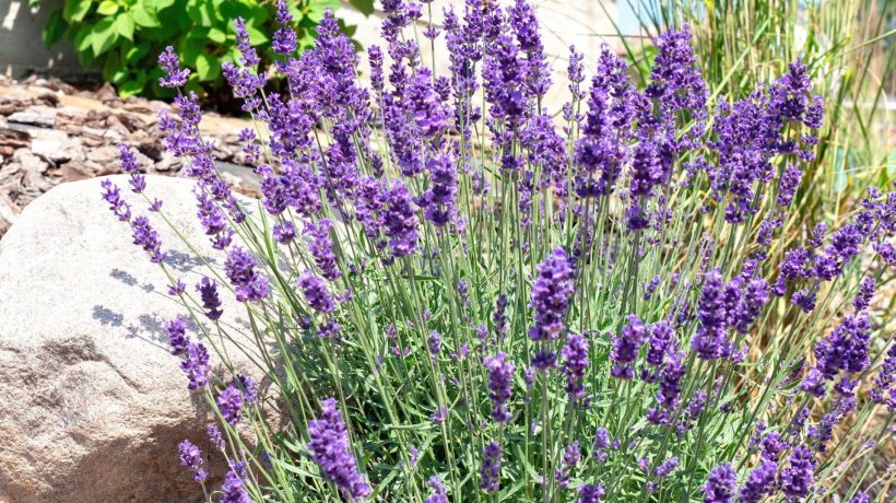 Beautiful garden I stopped fertilizing the lavender with wood ash. This powder works much better. I sleep once and I have peace for many weeks, and the lavender blooms more beautifully than my neighbors'