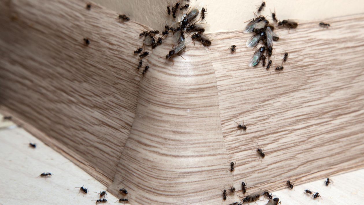 Insects in the house Put 20 drops and spray in the corners of your kitchen. You will never see ants in it again. It has a long-lasting and repellent effect on insects. Home remedy for ants at home