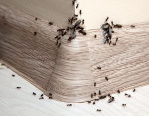 Insects in the house Put 20 drops and spray in the corners of your kitchen. You will never see ants in it again. It has a long-lasting and repellent effect on insects. Home remedy for ants at home