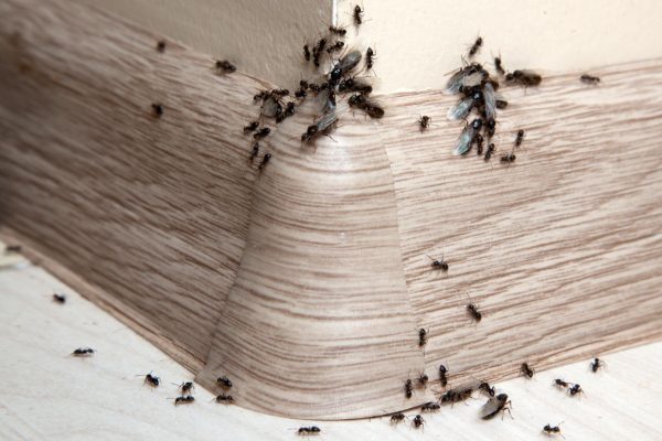 Insects in the house Put 20 drops and spray in the corners of your kitchen. You will never see ants in it again. It has a long-lasting and repellent effect on insects. Home remedy for ants at home
