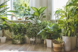 Hot weather in Poland. Use potted flowers to cool down your apartment. Just do this with them twice a day and the rooms will become cooler