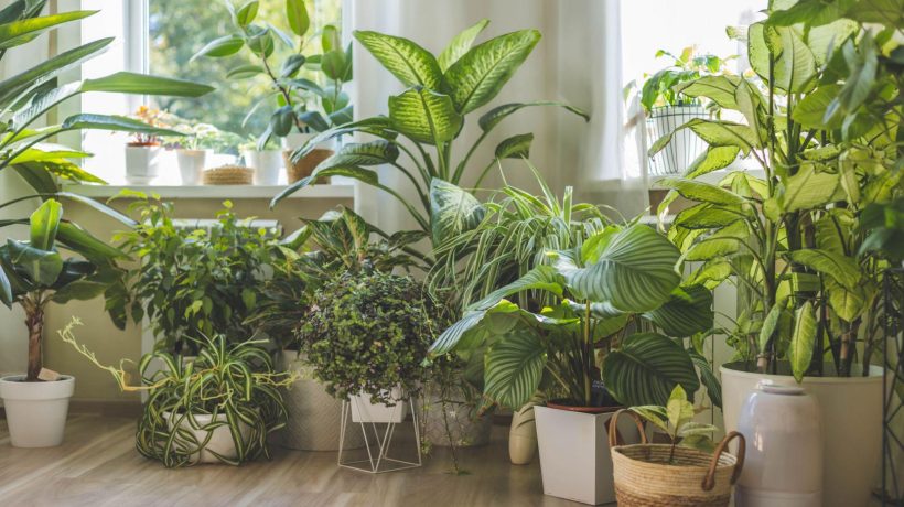 Hot weather in Poland. Use potted flowers to cool down your apartment. Just do this with them twice a day and the rooms will become cooler