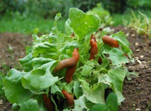 Method for pests This is the most effective method for snails. Sprinkle it evenly over your lawn and the slugs will start to burrow in and die. This way, there won't be a single pest in your garden