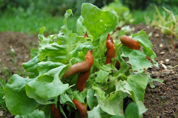 Method for pests This is the most effective method for snails. Sprinkle it evenly over your lawn and the slugs will start to burrow in and die. This way, there won't be a single pest in your garden